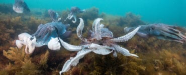 a group of cuttlefish swimming near a reef