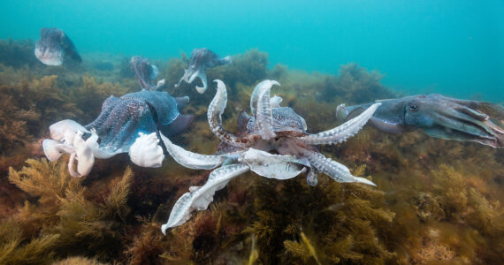 a group of cuttlefish swimming near a reef