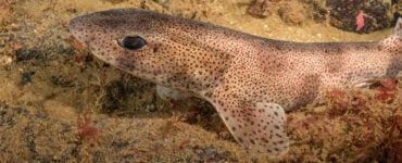 a close up of a dogfish underwater