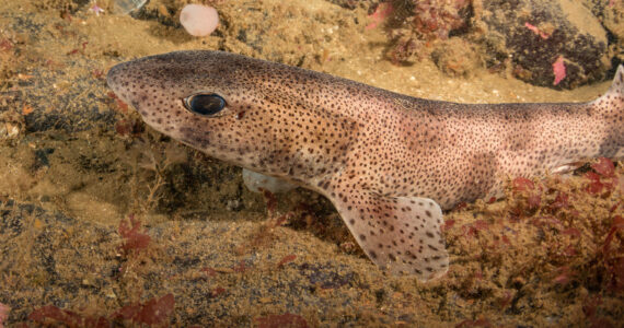 a close up of a dogfish underwater
