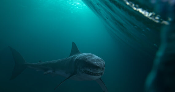 a scary looking great white shark underwater