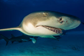 Are Lemon Sharks Dangerous?