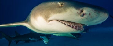a close up of a lemon shark mouth