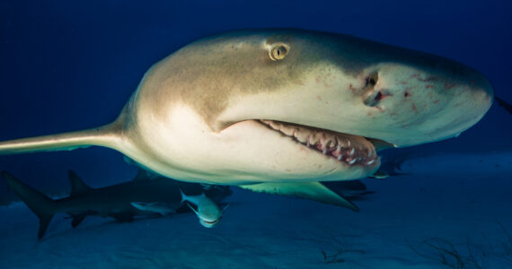 a close up of a lemon shark mouth