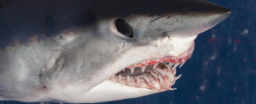 a mako shark showing its teeth