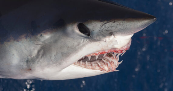 a mako shark showing its teeth