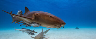 a nurse shark swimming underwater