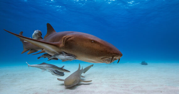 a nurse shark swimming underwater