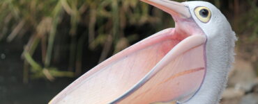 a pelican with its mouth open