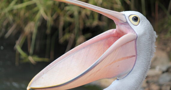 a pelican with its mouth open