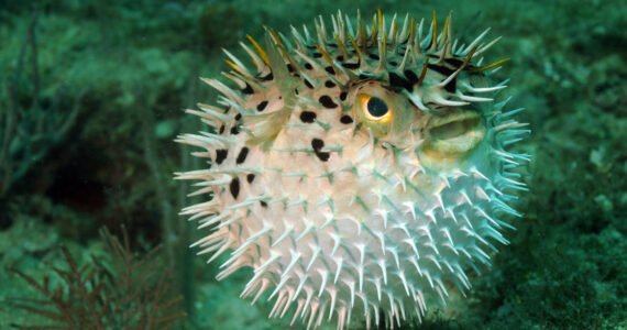 a puffer fish fully inflated showing its spines