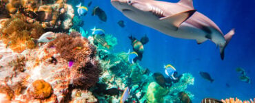 a reef shark swimming over a coral reef