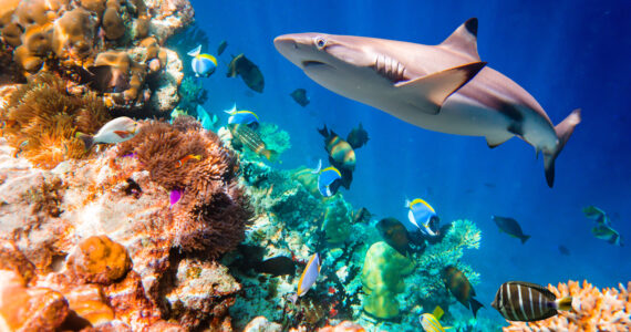 a reef shark swimming over a coral reef