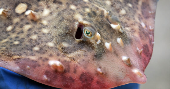 a close up of a common skate