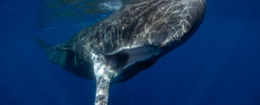 a sperm whale with its mouth open underwater