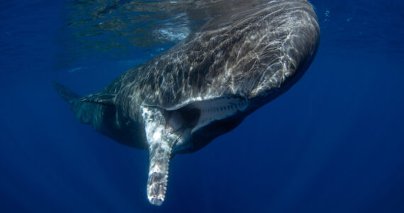 a sperm whale with its mouth open underwater