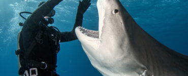 a tiger shark and a diver interacting underwater