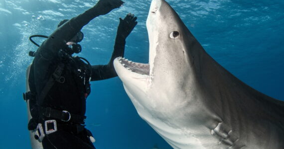 a tiger shark and a diver interacting underwater