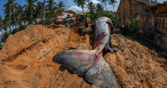 a beached blue whale being removed with an excavator