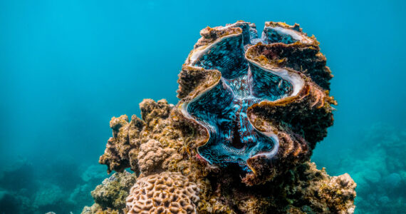 a giant clam underwater