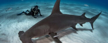 a giant hammerhead shark swimming next to a diver