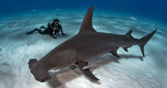 a giant hammerhead shark swimming next to a diver