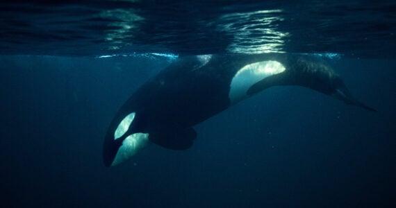 an orca swimming underwater