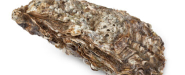 a pacific oyster