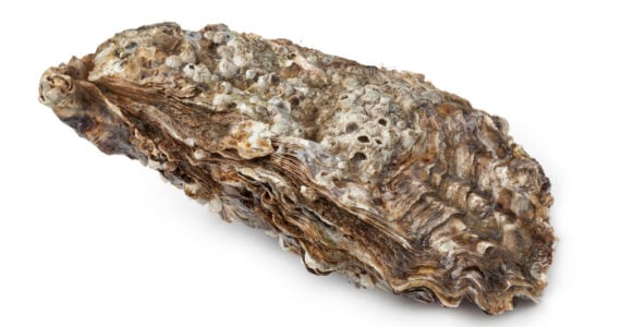 a pacific oyster