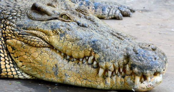 a close up view of a saltwater crocodile