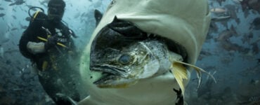 a bull shark eating a fish in front of a diver