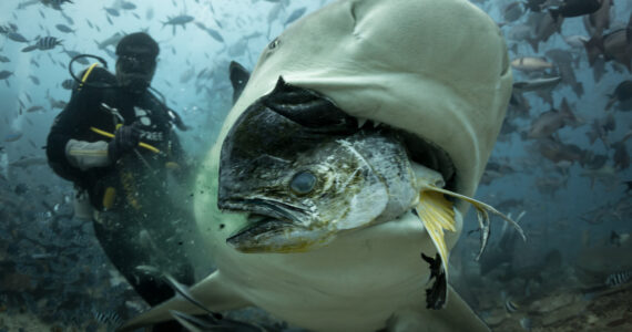 a bull shark eating a fish in front of a diver