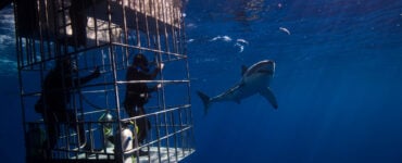 people in a shark cage near a big great white shark