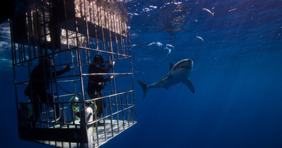 people in a shark cage near a big great white shark