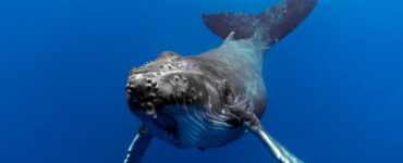 a humpback whale swimming in the ocean