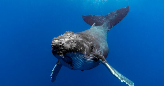 a humpback whale swimming in the ocean