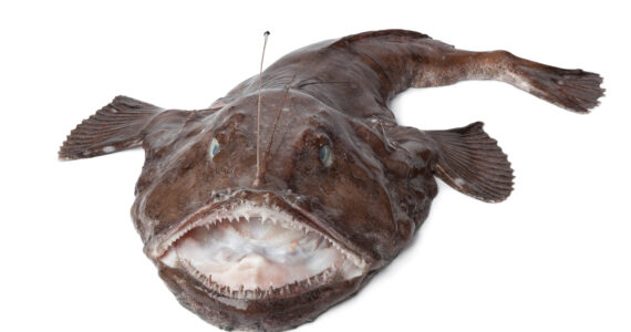 a monkfish on a white background