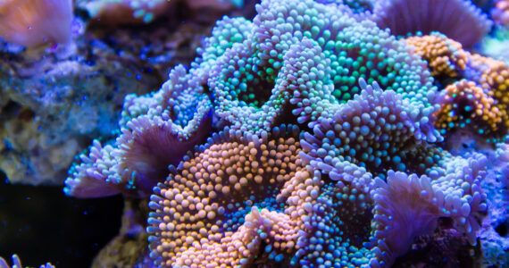 a close up of colorful coral