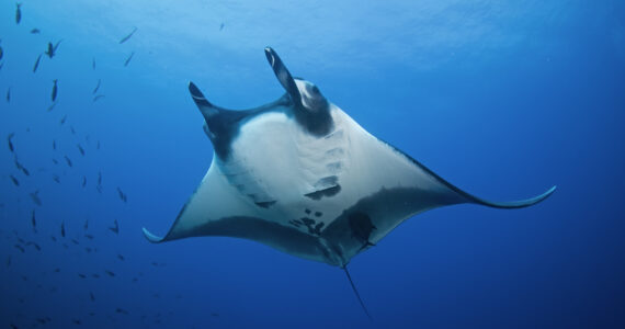 a big manta ray swimming int he ocean