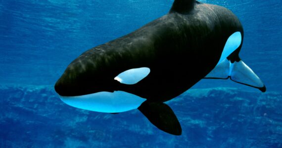 an orca swimming underwater