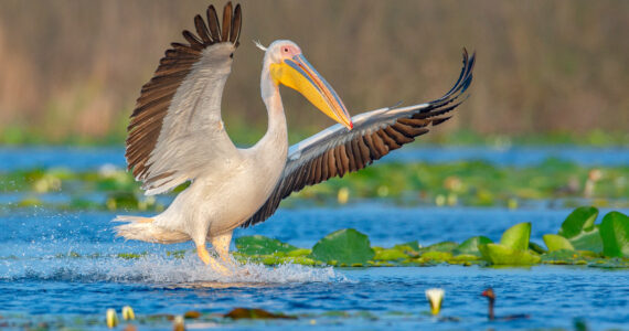 a pelican flying over water