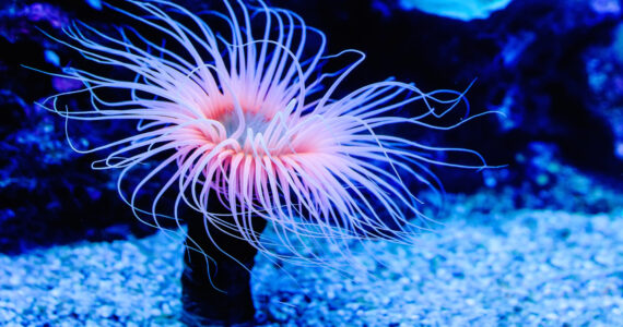 a sea anemone underwater