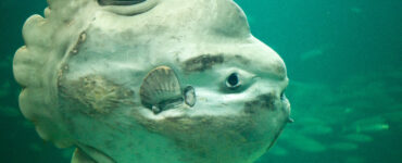 a massive ocean sunfish mola mola