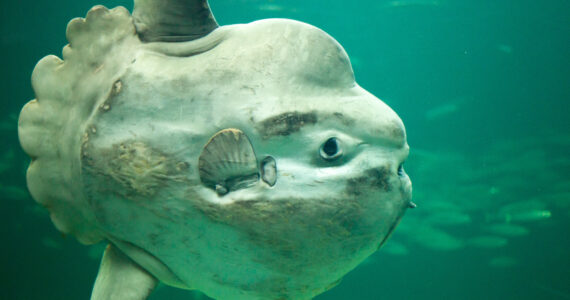 a massive ocean sunfish mola mola