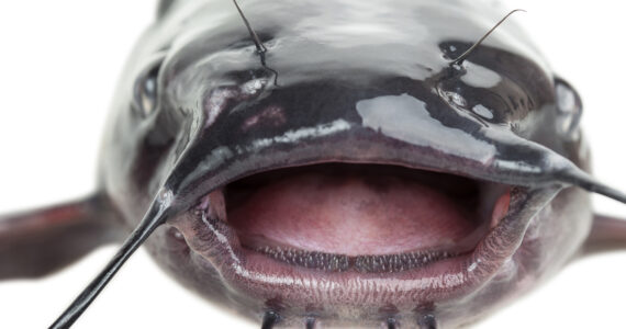 a view of teh mouth of a catfish and its teeth