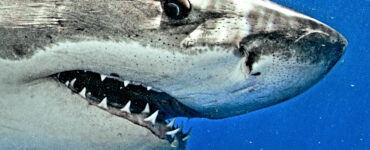 a close up of a great white sharks face