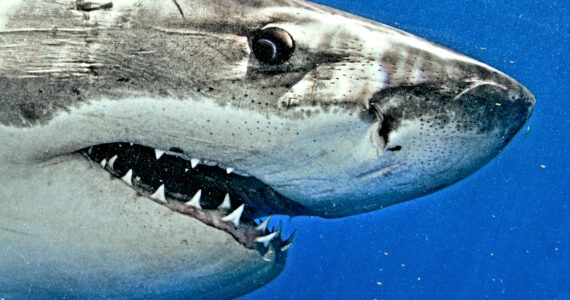 a close up of a great white sharks face