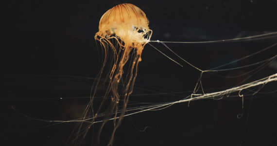 a dangerous jellyfish deep underwater