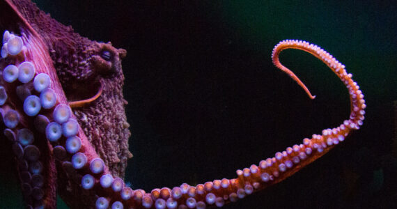 a giant pacific octopus deep underwater