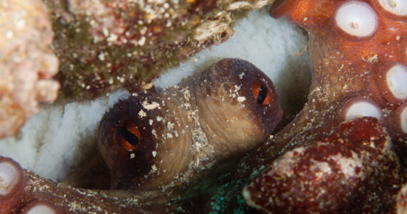 an octopus hiding in a coral reef in the deep sea